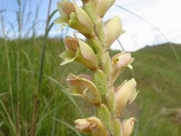 Gladiolus sericeovillosus subsp. sericeovillosus spike